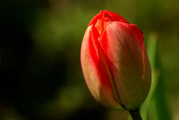 Tulpen Blühen Flora Frühling — Stockfoto