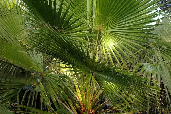 Palme Auf Sardinen — Stockfoto