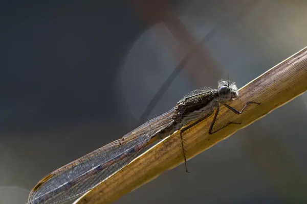 Natureza Inseto Libélula Odonata Voar — Fotografia de Stock