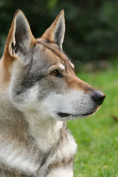 自然の中での野生のオオカミの景観 — ストック写真