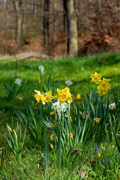 Frühlingsblumen Waldrand Frohe Ostergrüße — Stockfoto