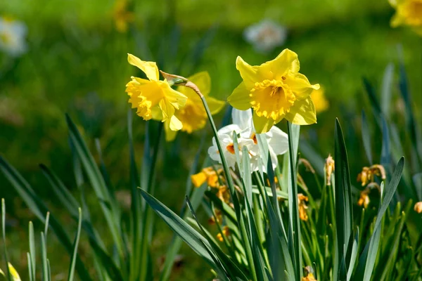 Frohe Ostern Frühlingsblumen Waldrand — Stockfoto