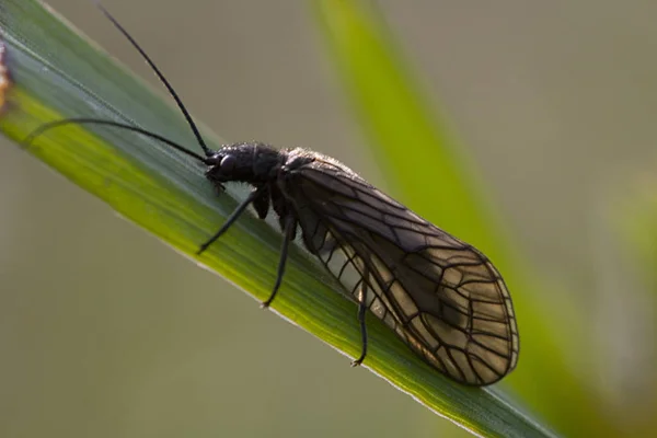 Trata Realmente Una Alergia Puede Creerlo Gem Cosmos Líder Insecto — Foto de Stock