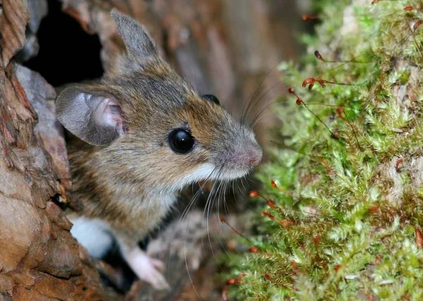 Ratón Madera Conocido Por Sus Orejas Grandes Los Ojos Negros — Foto de Stock