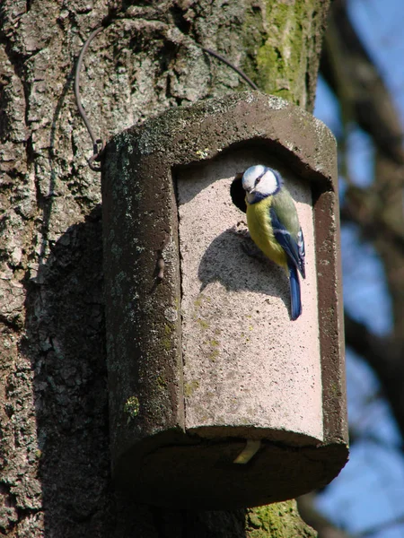 Scenic View Beautiful Blue Tit Nature — Fotografia de Stock