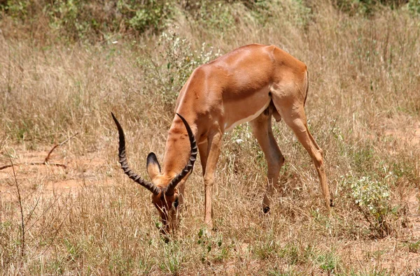 Animale Zoccolo Natura Savannah Gazelle — Foto Stock