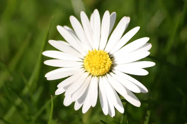 Bild Von Gänseblümchen Voller Blüte — Stockfoto