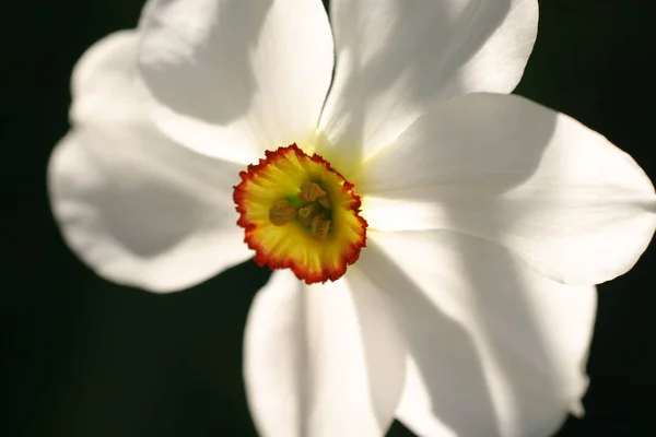 Narciso Narciso Flores Pétalos —  Fotos de Stock
