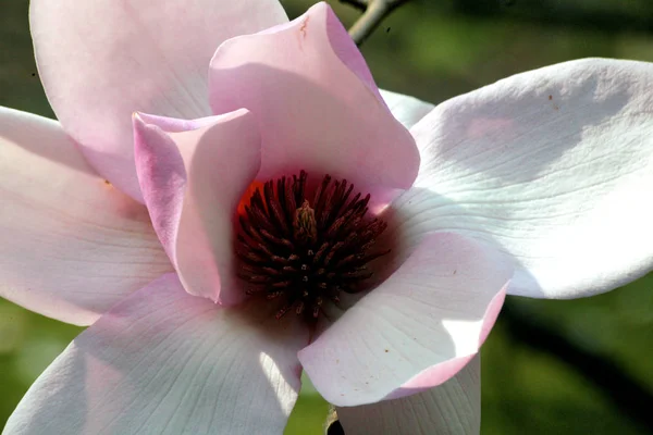 Квіти Магнолії Цвітуть Пелюстки Весняної Флори — стокове фото
