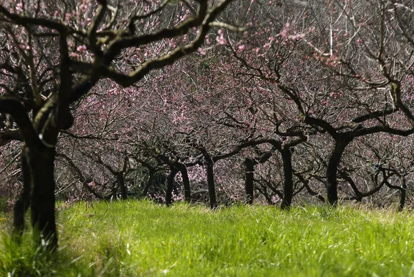 Vacker Botanisk Skott Naturliga Tapeter — Stockfoto