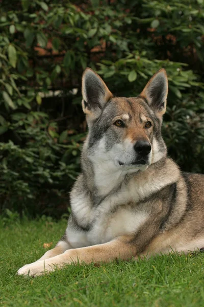 Visão Cênica Lobo Selvagem Natureza — Fotografia de Stock