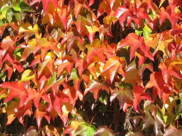 Wine Leaves Autumn — Stock Photo, Image