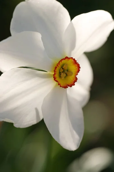 Spring Flower Beautiful Narcissus — Stock Photo, Image