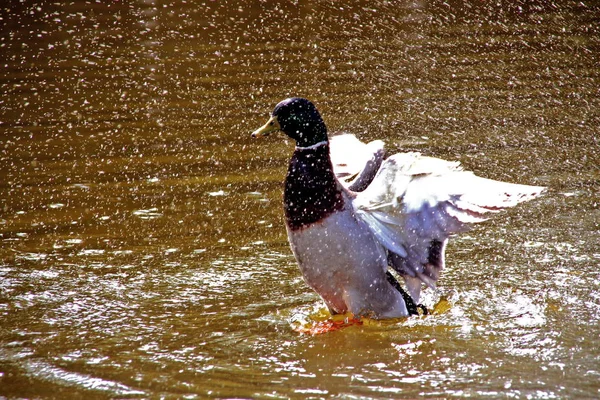 Bird Watching Shot Duck Wild Nature — Stock Photo, Image