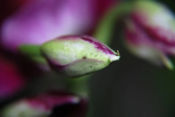 Schöne Orchideenblütenpflanze Flora Blütenblätter — Stockfoto