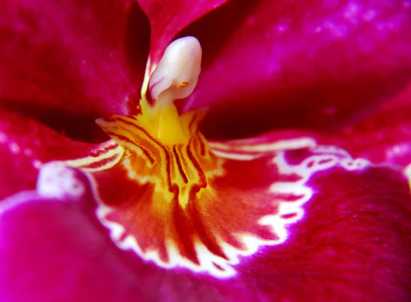 Belle Plante Fleurs Orchidées Pétales Flore — Photo