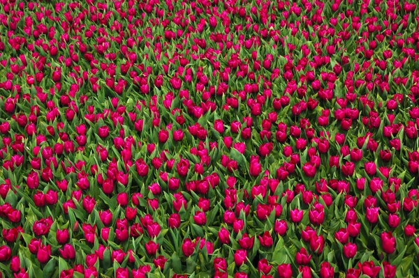 Tulpen Blühende Blumen Der Natur Flora — Stockfoto