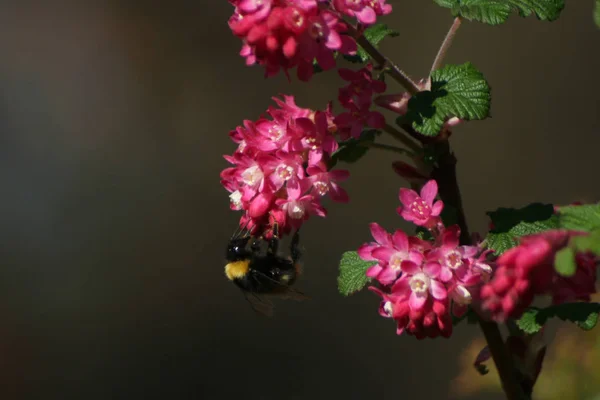 Vista Close Belo Inseto Bumblebee — Fotografia de Stock