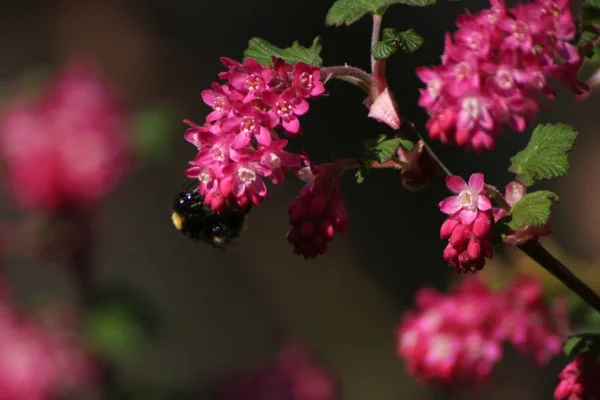 Vista Close Belo Inseto Bumblebee — Fotografia de Stock