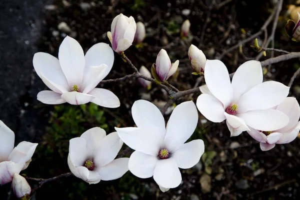 Kwiaty Magnolii Kwitnące Wiosenne Płatki Flory — Zdjęcie stockowe