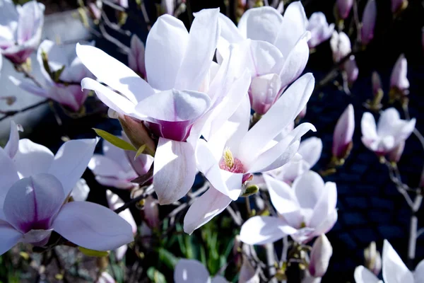 Płatki Kwiatów Magnolii Wiosenna Flora — Zdjęcie stockowe