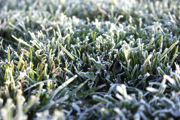 Hierba Cubierta Nieve Invierno — Foto de Stock