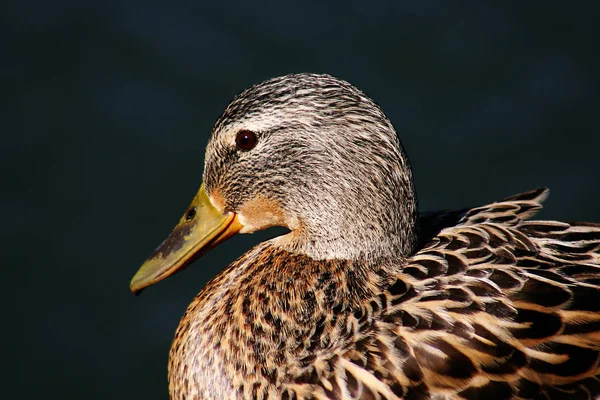 Fågelskådning Skott Anka Vild Natur — Stockfoto