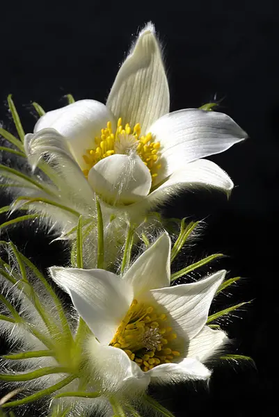 Pétalas Flor Branca Flora Natureza — Fotografia de Stock