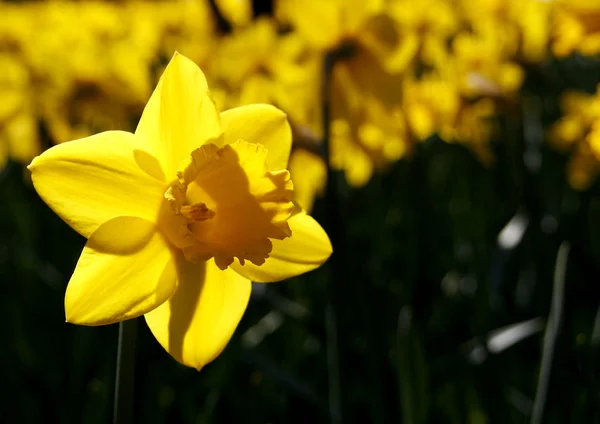 Narcissus Bahar Çiçeği Yaprakları Flora — Stok fotoğraf