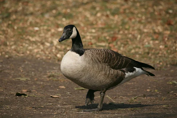 Naturskön Utsikt Över Gåsfågeln Naturen — Stockfoto