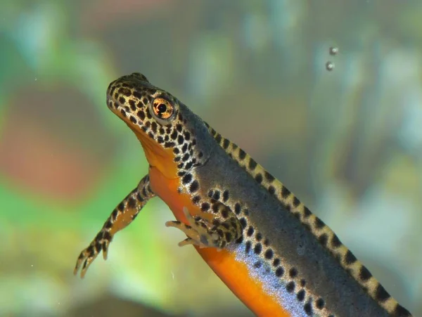 Tritón Alpino Animal Anfibio Bergmolch Salamandra — Foto de Stock