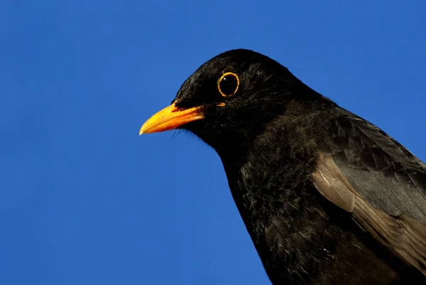 Aussichtsreiche Aussicht Auf Schöne Vögel Der Natur — Stockfoto