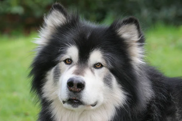 Yaşına Geldi Bile Ağırlığı Kilo Kesinlikle Sevimli Bir Köpek Dev — Stok fotoğraf