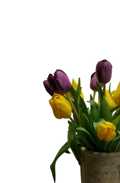 Tulipán Virágok Növény Tavasszal — Stock Fotó