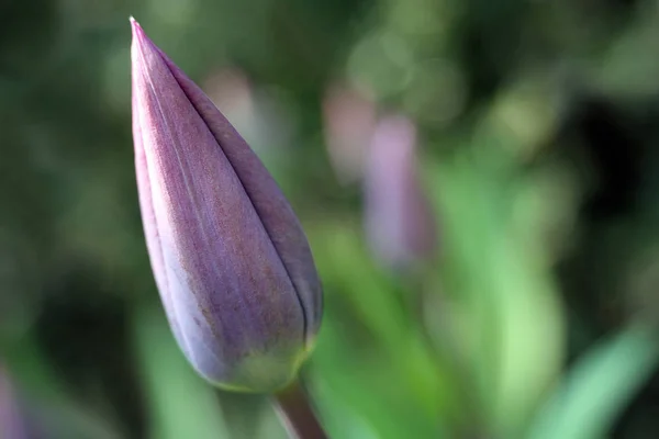 Tulipány Okvětní Lístky Jarní Flóra — Stock fotografie