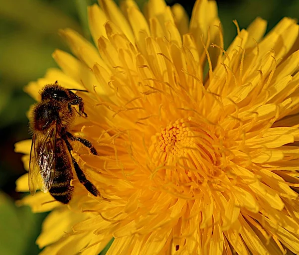 Schöne Blumen Blumiges Konzept Hintergrund — Stockfoto