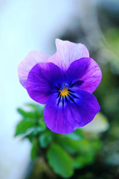 Flores Bonitas Fundo Conceito Floral — Fotografia de Stock