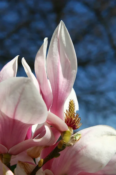 Flores Magnolia Florece Pétalos Flora Primavera — Foto de Stock