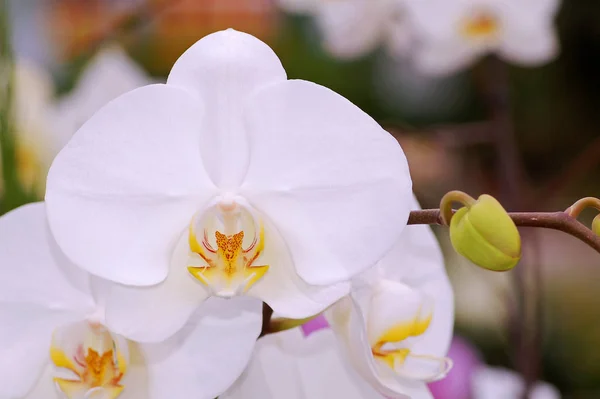 Bella Pianta Del Fiore Del Orchid Petali Della Flora — Foto Stock