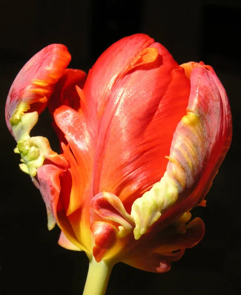 Beautiful Spring Tulips Flowers Flora — Stock Photo, Image