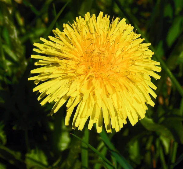 Petali Fiori Tarassaco Giallo Flora Primaverile — Foto Stock