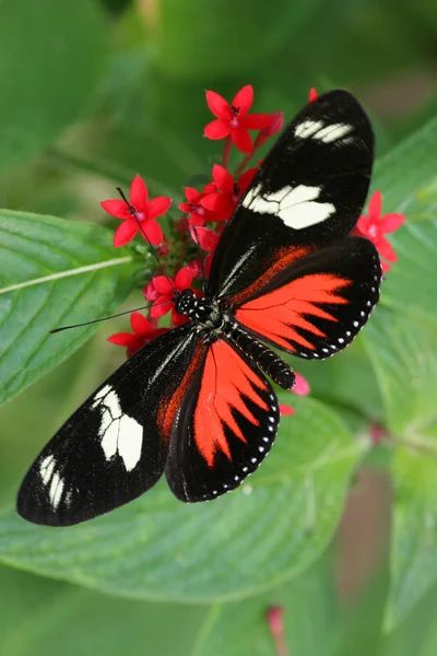 Nahaufnahme Von Exotisch Schönen Wanken — Stockfoto