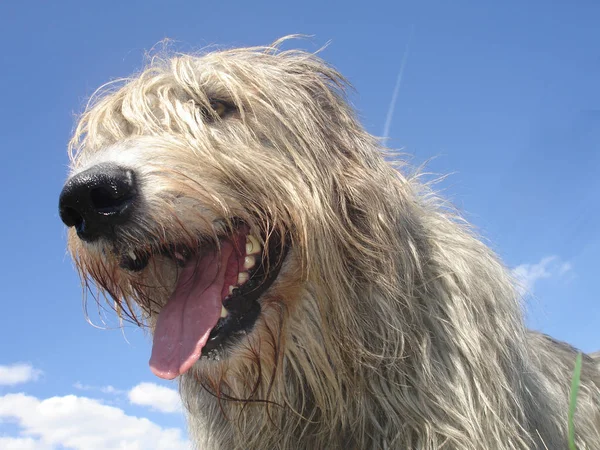 Saf Bir Köpeğin Tarladaki Portresi — Stok fotoğraf