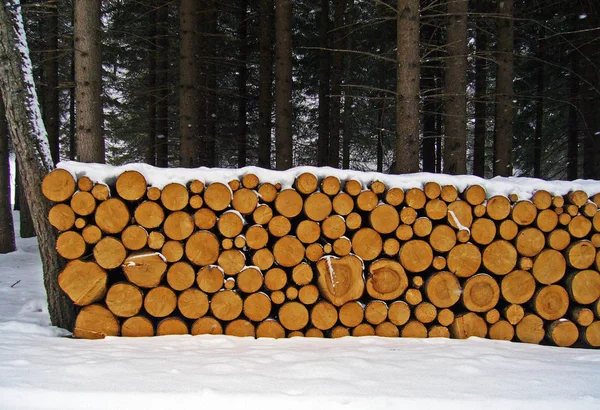 Bûches Bois Dans Forêt — Photo