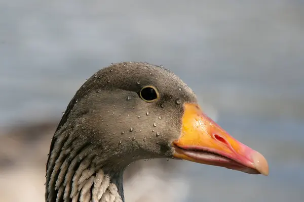 大自然における鳥類の景観 — ストック写真