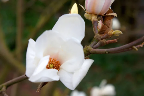 Magnolia Blossom Flowers Bloom — Stock Photo, Image