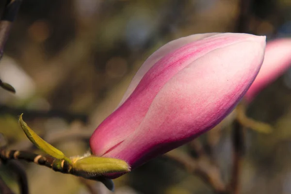 Krásný Botanický Záběr Přírodní Tapety — Stock fotografie