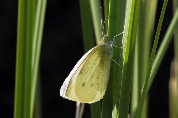 Nahaufnahme Von Wanzen Der Wilden Natur — Stockfoto