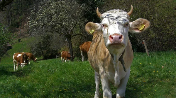 Domestic Cattle Pasture — Stock Photo, Image