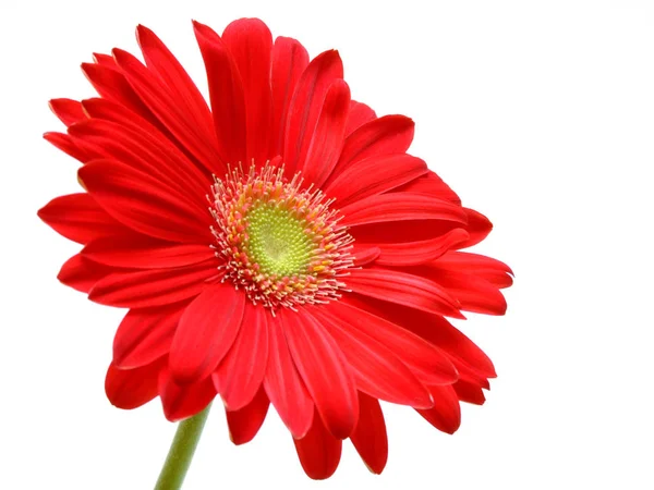 Gerbera Blütenblätter Flora — Stockfoto